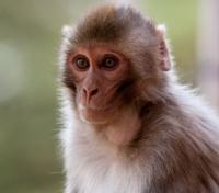 Local Shimla Monkey